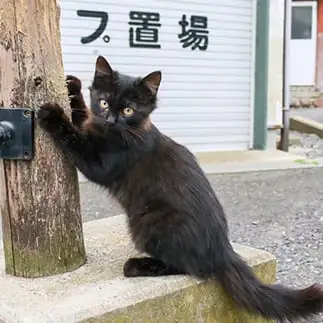 いい？爪とぎはこうやるんだよ？すぎるネコ　　おいにゃんさん