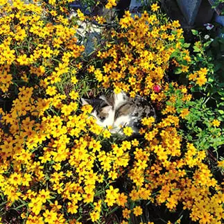 庭の花をベッドにする自由すぎるネコ　　猫おじさんさん