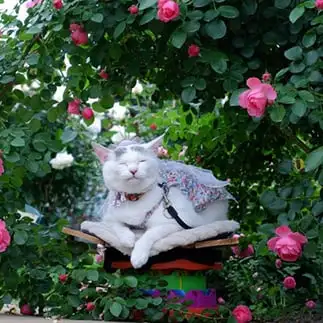 絵画すぎるネコ　　あきさん