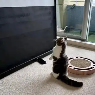 ミーアすぎるネコ　　ｎａｏさん