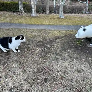 生き別れの兄の姿に自信を持てなすぎるネコ　　ぴよえもんさん