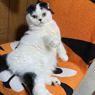 セクシー握手会の練習に熱心すぎるネコ　　ぱんだるさん