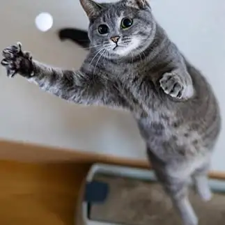 名ゴールキーパーすぎるネコ　　前田　啓さん