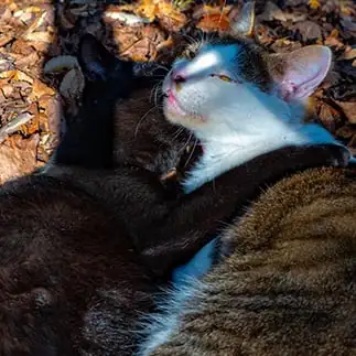 表情が往年の女優すぎるネコ　　すずのすけさん