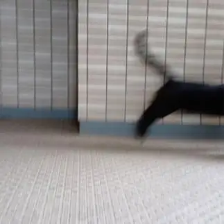 にげ足が速すぎるネコ　　よんさん