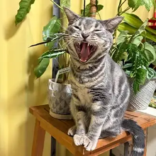 般若すぎるネコ　　霧丸虎さん