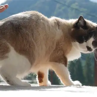 尻叩けを要求しすぎるネコ　　テトマルさん