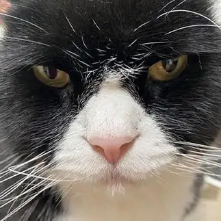 どすが効きすぎるネコ　　ｔａｃｈｉさん