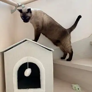 大男すぎるネコ　　みゅうさん