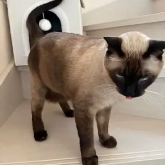 テヘペロすぎるネコ　　みゅうさん