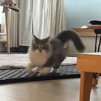 足が見えないほどはやすぎるネコ　　ららさん