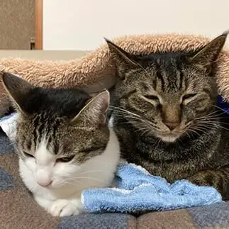 「なんとか寒さを凌いでいます」感を出しすぎるネコ　　かんかさん