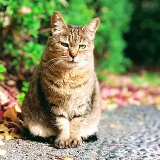 決めポーズがモデルすぎるネコ　　みぃーちゃんさん