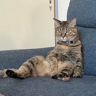 人間すぎるネコ　　ゆゆちさん