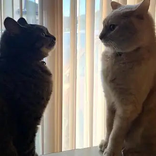 見つめ愛すぎるネコ　　八巻孝之さん