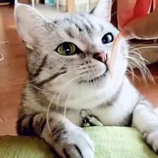 甘え上手すぎるネコ　　八巻孝之さん