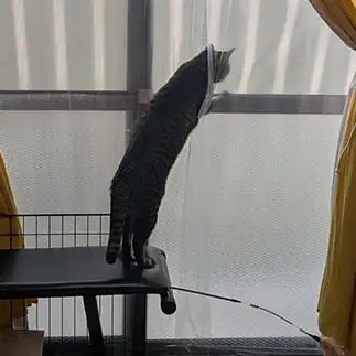 見張りしすぎるネコ　　よゐこさん