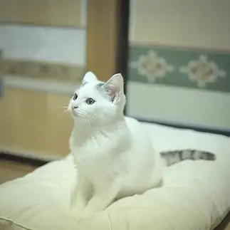 おいでやすすぎるネコ　　西村　翼さん