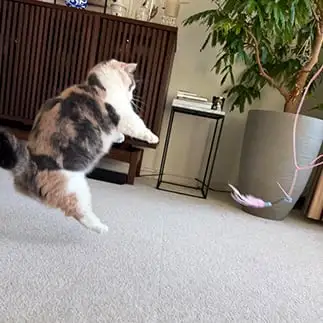 ネコじゃらしに吹き飛ばされすぎるネコ　　なおどらさん