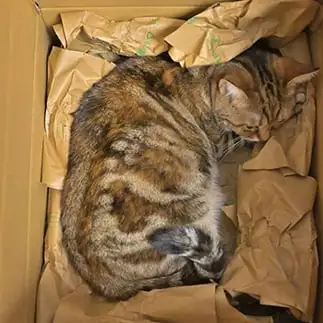 送られてきた感すぎるネコ　　まいの飼い主さん