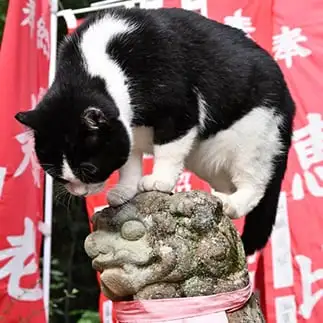 上下関係を叩き込みすぎるネコ　　仙城　彩漓さん