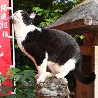 勝ち名乗りを上げすぎるネコ　　仙城　彩漓さん