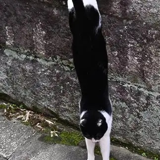 一直線すぎるネコ　　仙城　彩漓さん