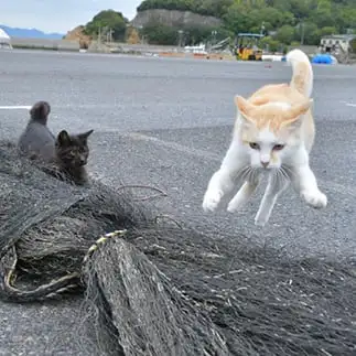 スーパーニャンすぎるネコ　　ままめろんさん