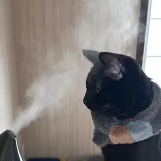 美意識高すぎるネコ　　麗にゃんさん