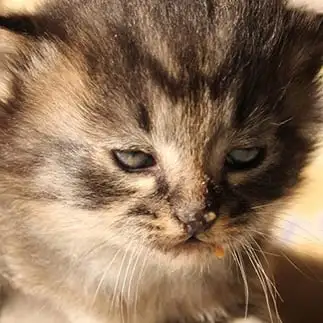 おい親父おかわりまだか…強烈に目で訴えすぎるネコ　　猫山油猫丸さん