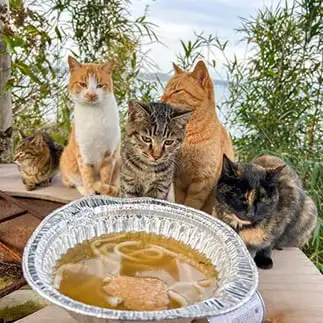 鍋焼きうどんが食べたそうすぎるネコ　　ＫＯＴＯＭＩさん