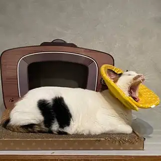 衛星放送受信中すぎるネコ　　丸見さん