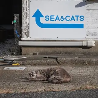 看板猫すぎるネコ　　おげんちゃんさん