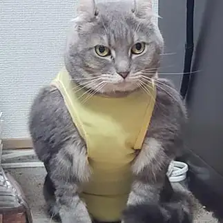 北斗の拳すぎるネコ　　ｍａｋｉ．ｅｖａさん