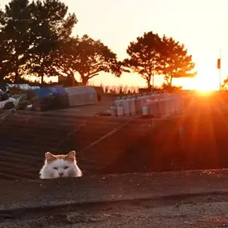 夕陽の沈み方を体で実演しすぎるネコ　　土居　一彦さん