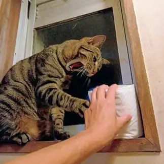 完全阻止…紙は渡さん手で拭くにゃっ！すぎるネコ　　猫山油猫丸さん