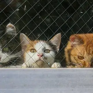 絶対に背伸びしてるよねすぎるネコ　　おいにゃんさん