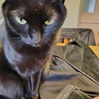 裾上げお手伝いしましょか？すぎるネコ　　こいけしきさん