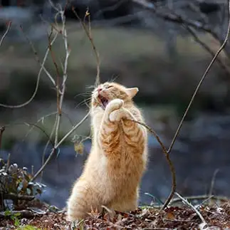歌いすぎるネコ　　おげんちゃんさん