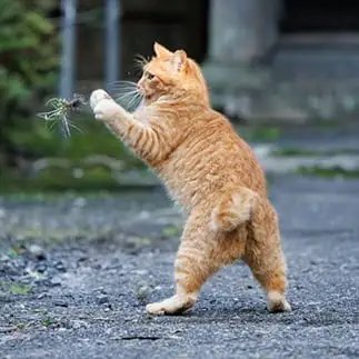 草取りのプロすぎるネコ　　おげんちゃんさん