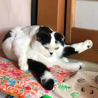 たま～にヨガやりすぎるネコ　　ぱんだるさん