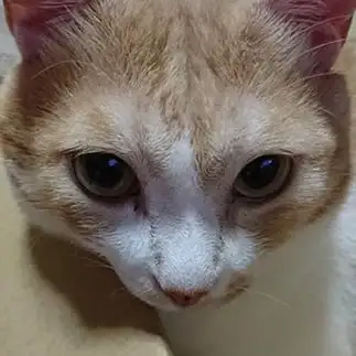 箱は僕のものすぎるネコ　　カイルさん