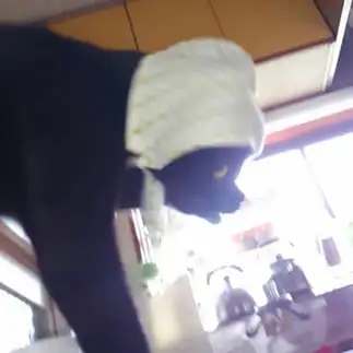 タヌキすぎるネコ　　豆きちさん