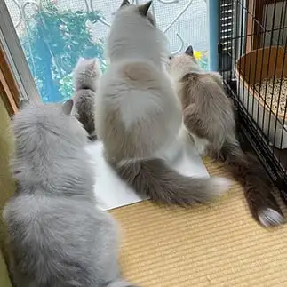 外の世界に憧れすぎるネコ　　Ｃｈｉｙｏさん