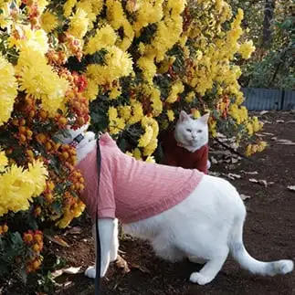 顔突っ込みすぎるネコ　　あきさん