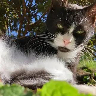 女優ライトでキメ顔すぎるネコ　　タウタウさん