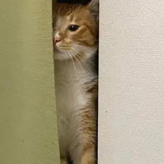 シャイニングすぎるネコ　　せいこりんさん