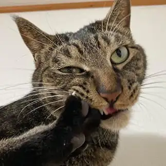 「お主も悪よのう」すぎるネコ　　かんかさん