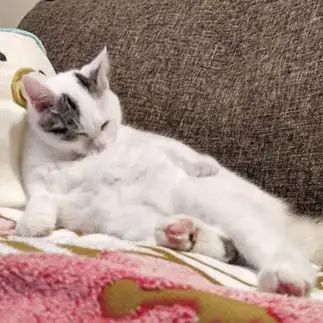 呑んだくれ、おやっさんすぎるネコ　　西村　翼さん