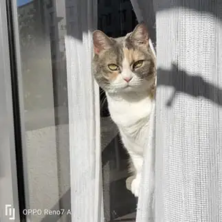 張り込み刑事すぎるネコ　　かまちゃんさん